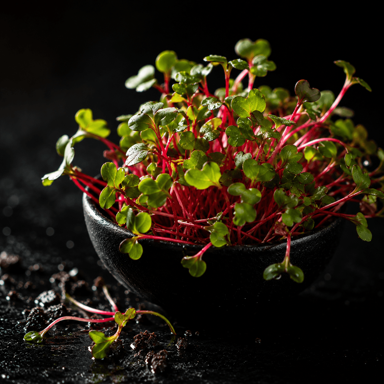 Pink Radish