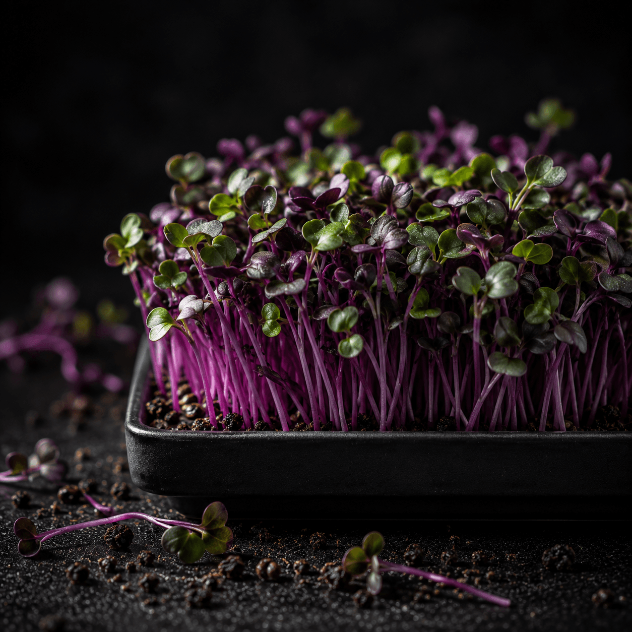 Red Cabbage